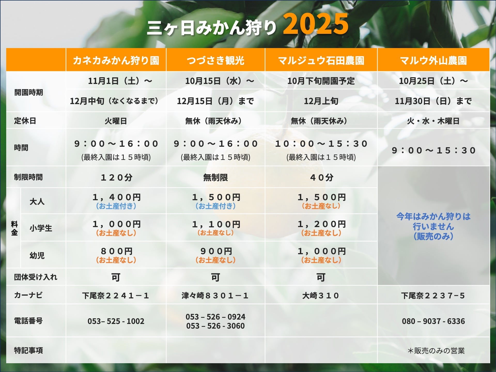 色づいた三ヶ日みかんの果樹園