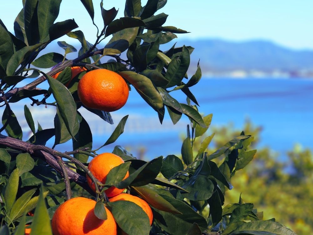 三ヶ日みかんが実る園内