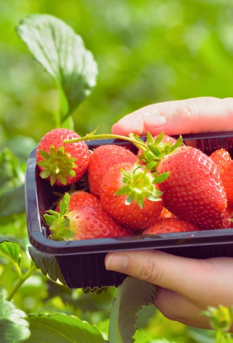 いちご狩り体験