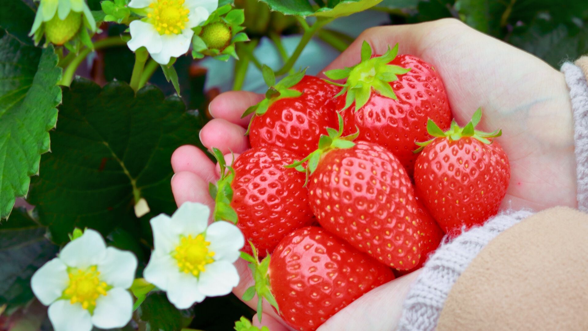 静岡のいちご、召し上がれ!